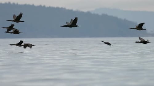 Cormorant Birds Flying on the West Coast Vancouver Island BC Canada