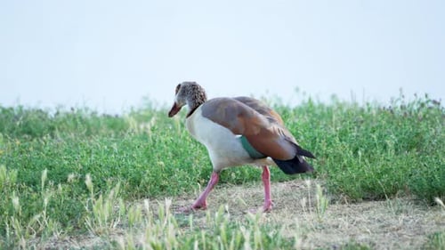 Ägyptische Gans, die über eine Wiese läuft. Eine ägyptische Gans mit buntem Gefieder