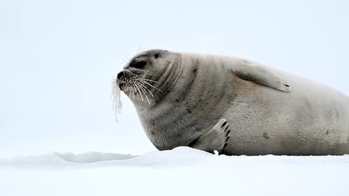 Ringed Seal resting in the Arctic circle during a polar snow storm
