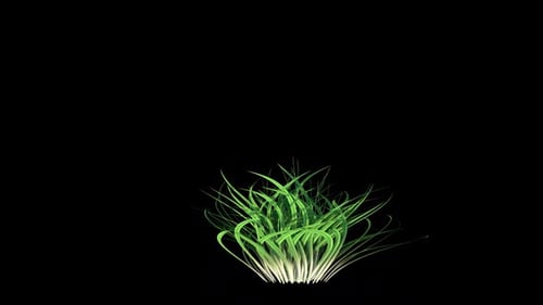 Wachsende Lilyturf-Blumenpflanze