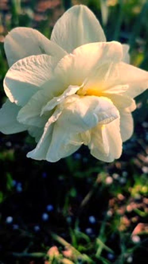 Close-up of White Daffodil Flower Blooming in Spring