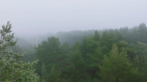 Idyllic aerial establishing view of misty dark pine tree forest on foggy day, Nordic woodland with t