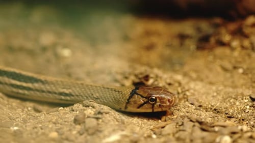 Close-Up of a Snake Resting