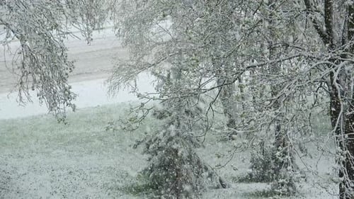 Surprise Of Nature. April Snow In Vitebsk 19