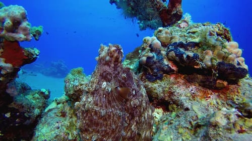 Red Octopus Underwater