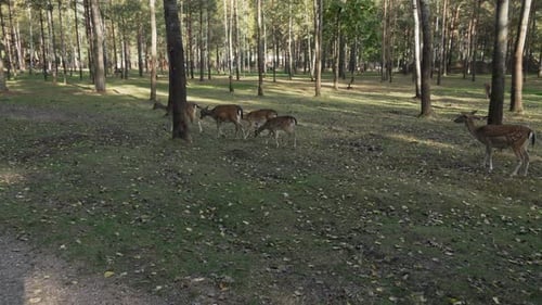 A herd of young deer walks through the forest in search of food on a sunny day slow motion