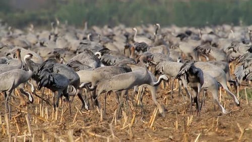 Common Crane in field