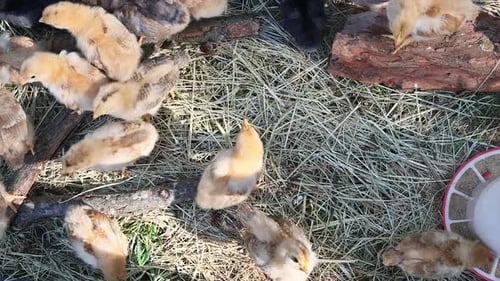 Adorable Baby Chicks Gathering on Rural Farm