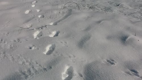A close up shot following a trace of footprints in the snow, with another animal footprints too.