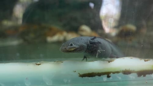 Mexikanischer Axolotl in kontrolliertem Lebensraum für den Artenschutz