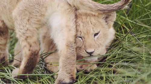 Löwenbabys in Zeitlupe in der Serengeti, Tansania Wildtiere und afrikanische Tierbabys auf Afrika-Safari