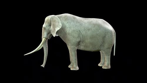Realistic 3D African Elephant Walking Animation