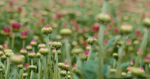 Field of Chrysanthemum Buds Awaiting Bloom