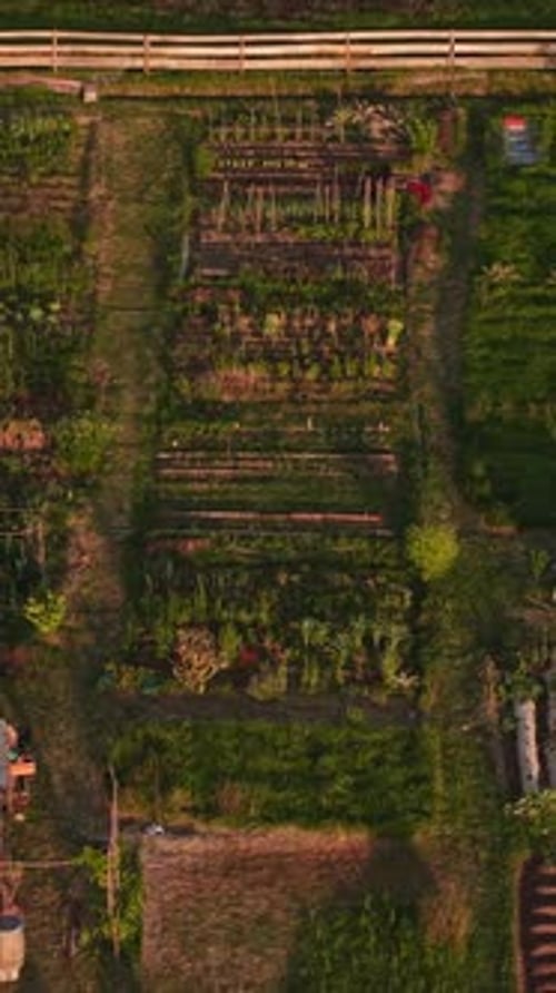 Urbaner Obstgarten, von oben gesehen, glüht im goldenen Glanz des Sonnenuntergangs