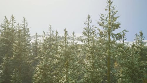 Pine Trees in a Serene Forest Landscape