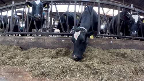 Cows eating