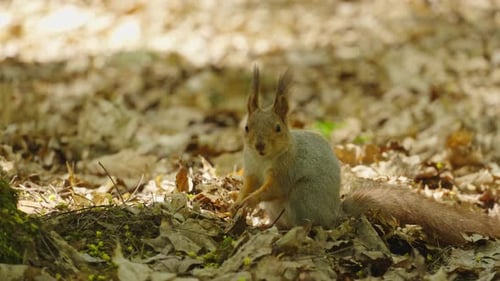 Squirrel eats a nut while holding it in its paws in the forest on a sunny day and looks