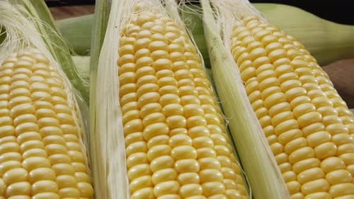 Close Up of Fresh Corn on the Cob