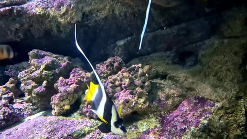 Schooling Bannerfish Swimming Under The Sea With Rocky Reef. closeup shot