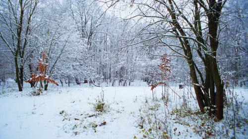 The Forest Covered with Snow the Magical Atmosphere of the New Year Holidays
