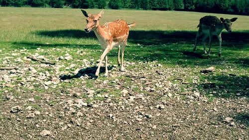 Wild Deer Walking In The Forest