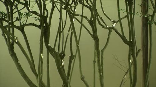 The bare trunks of shrubs growing in front of a stucco wall.