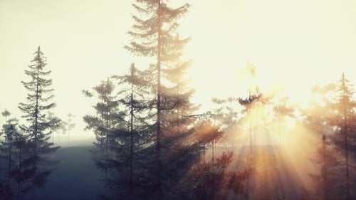 Soothing Sunset Light Penetrating Evergreen Branch