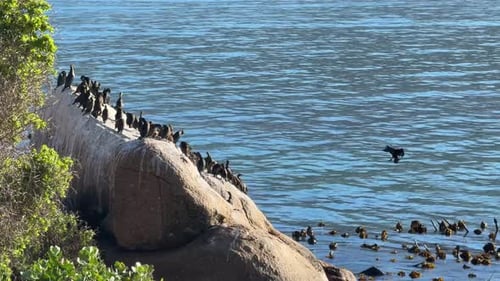 Sea birds