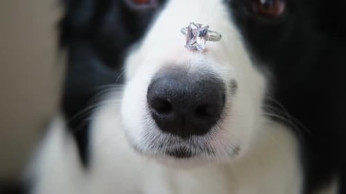 Dog Balances Sparkling Ring on Nose Close Up