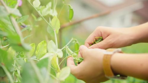 Hands Picking Fresh Green Peas in Garden