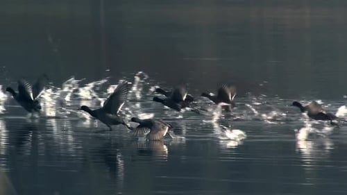 Birds Taking Flight on the Water's Surface
