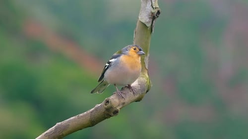 Colorful bird perched on a branch in tranquil forest surroundings
