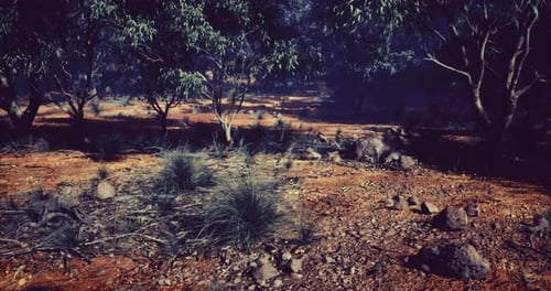 Vibrant Australian Outback Reveals Hidden Beauty Under Morning Light