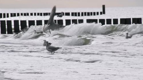 Seascape with Sea Foam and Splashing Waves on Which Seagulls Swim and Fish