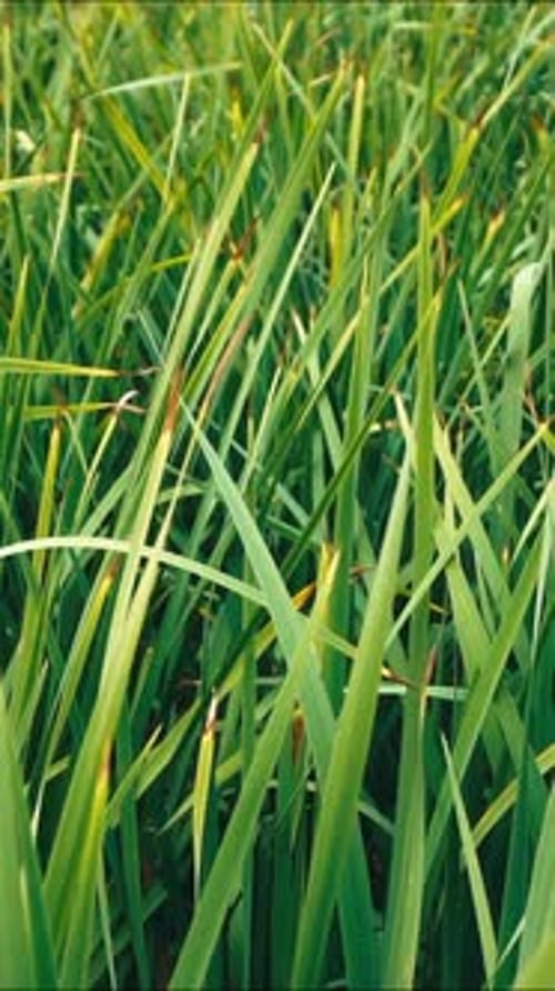 Herbe verte, gros plan, macro, nature, fond vert