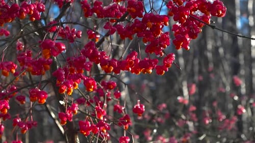Nahaufnahmen von roten Ebereschenbeeren, die an sonnigen Tagen auf einem Ast in einem Wald wachsen.