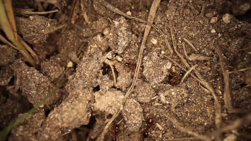 Winzige schwarze Ameisen krabbeln durch die trockene Erde und Zweige