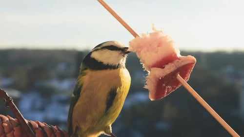 Blue tit eats a piece of bacon and salo against the backdrop of a winter landscape.