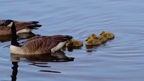 Goose Family Swimming Peacefully Together