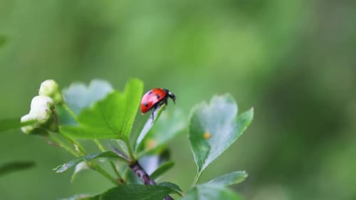 Ladybug crawling on green leaf