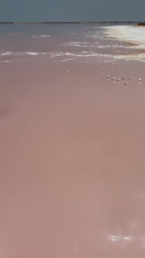 Seagulls at Pink Salt Lake Dunaliella Salina Impart a Red Pink Water in Mineral Lake with Dry