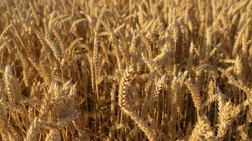 Ukrainian Wheat in Field Closeup Wheat Ears with Ripe Grain