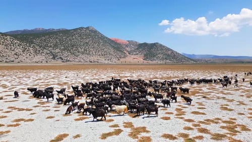 Chèvres traversant un lac asséché avec toile de fond de montagne - Vue aérienne 2K