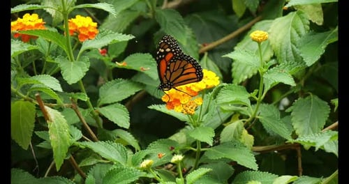 Monarch Butterfly. danaus plexippus, Schmetterling, der auf einer Blume steht, Zeitlupe 4K