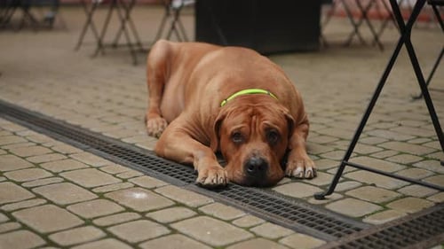 Un grand chien rouge avec un collier est allongé sur les dalles à l'extérieur un jour d'été et regarde le