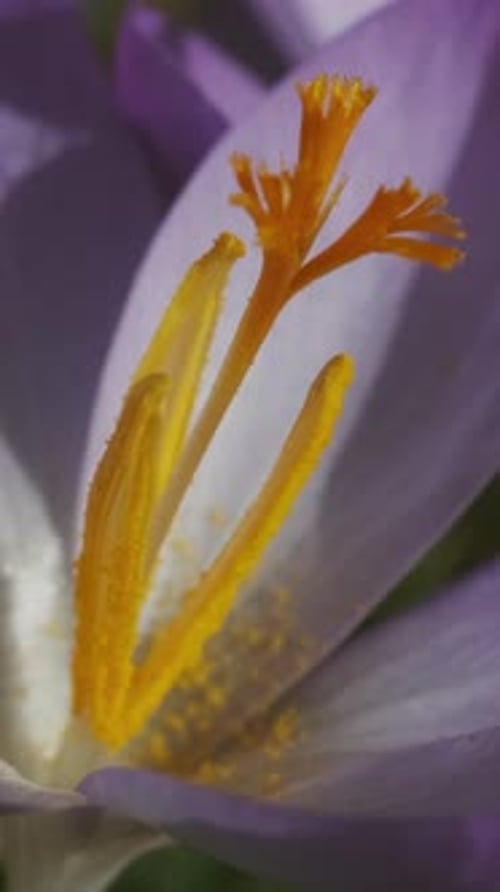 Flowering crocus spring flower