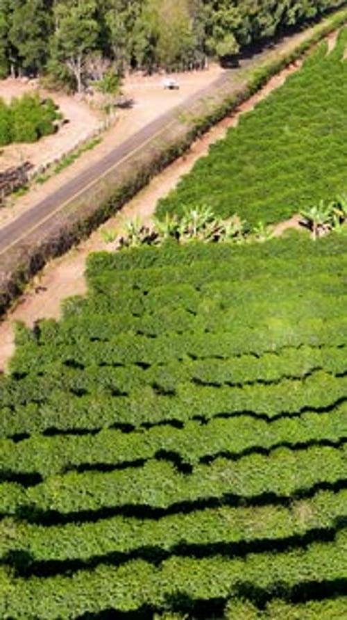 Green Valley Agriculture Field at Countryside Scenery.