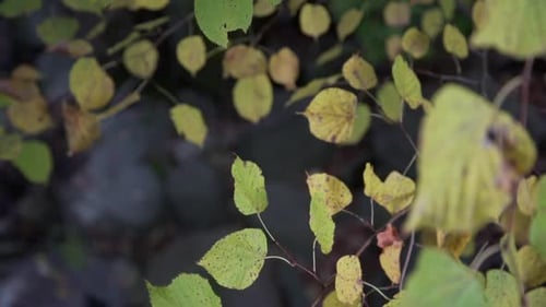Autumn Leaves in Slow Motion with Blurred Background of Rocks at Cullen Gardens in Whitby, Canada.