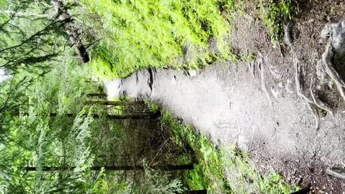 View From Tourist Walking in Alpine Forest on Summer Day Hiker Traveler Hikking with Beautiful