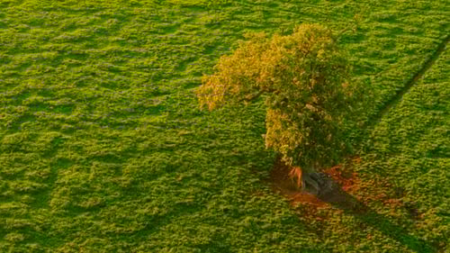 Majestic Oak Standing Alone on Vibrant Green Meadow During Sunset Beautiful Tree Growing on Bright